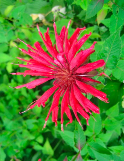 Bee balm